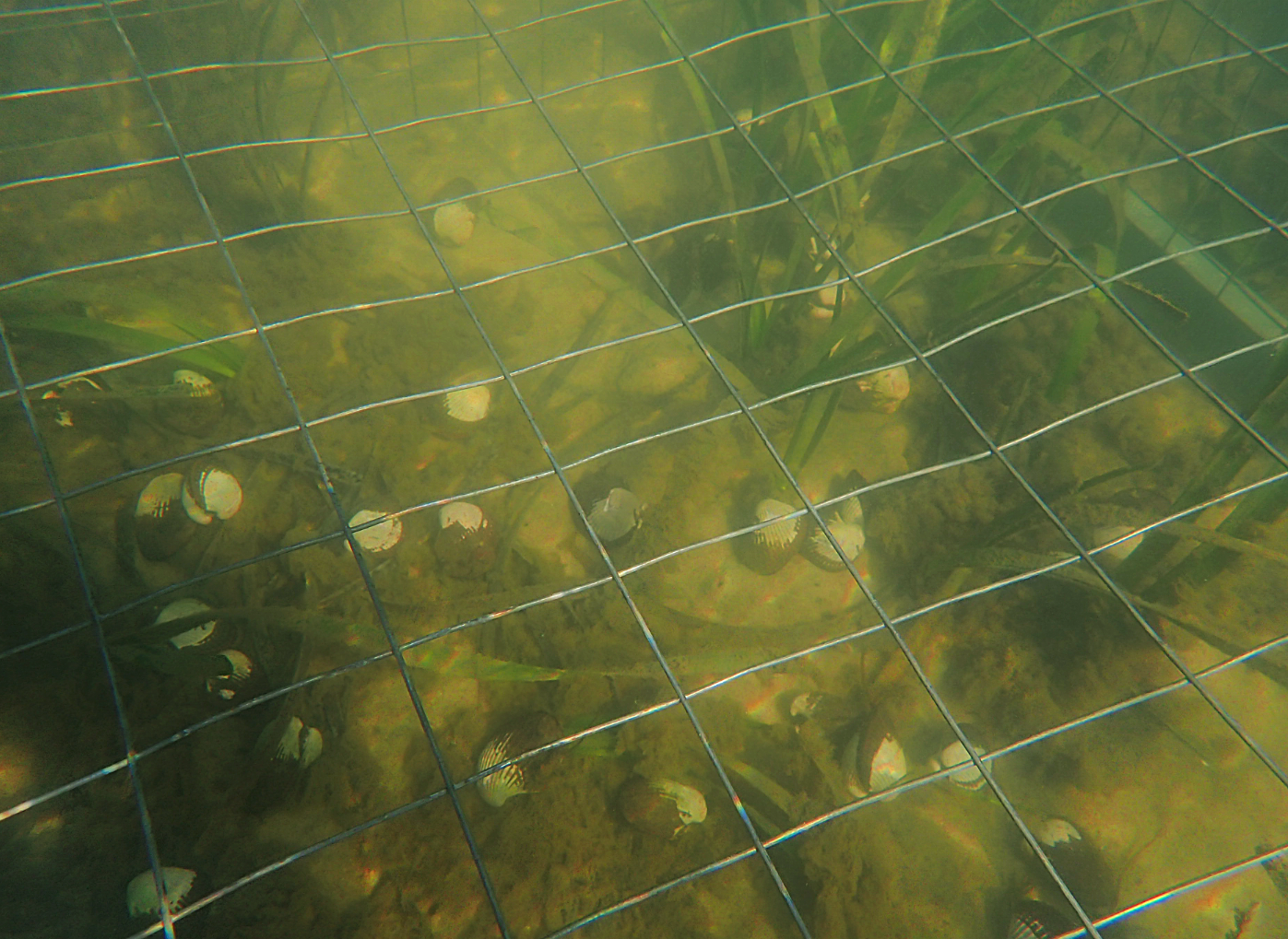 Cockles sitting under gated cage underwater
