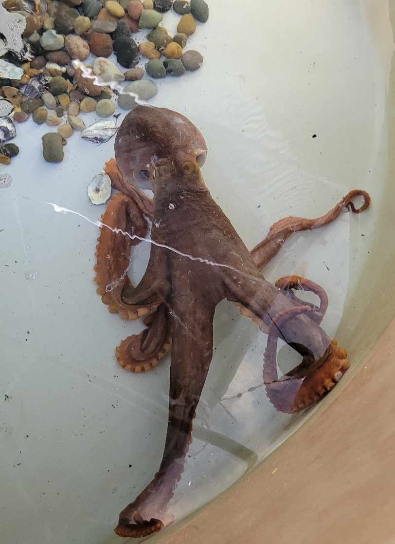 Maori Octopus (Macrooctopus maorum) sitting in water 
