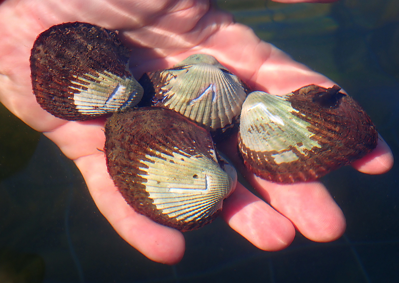 Man holding Sydney Cockles in his hand underwater