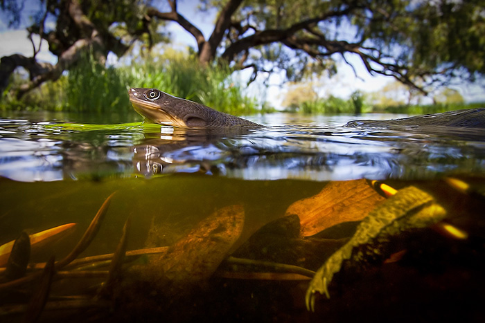 Native turtles have declined dramatically. Reducing carp impacts could help their populations. Image: Tom Rayner.