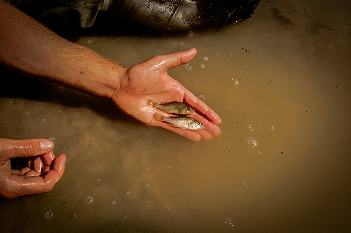 The future of Australia's native fish, like these juvenile golden perch, is in all our hands. Image: Tom Rayner.