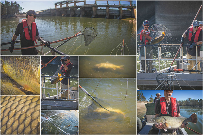 A team from the Arthur Rylah Institute used electrofishing to remove carp downstream from Yarrawonga Weir, May 2017. Images: Tom Rayner.