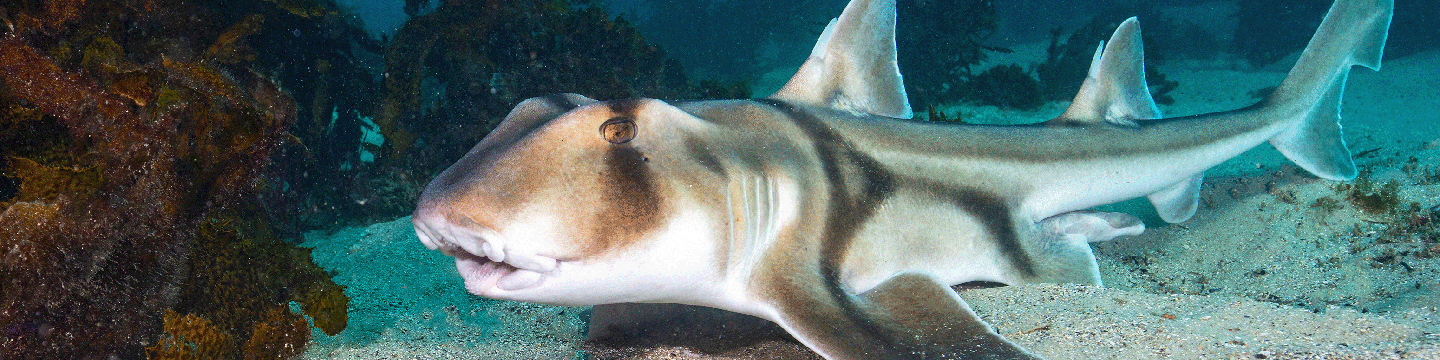 Australia leads the world in shark and ray management