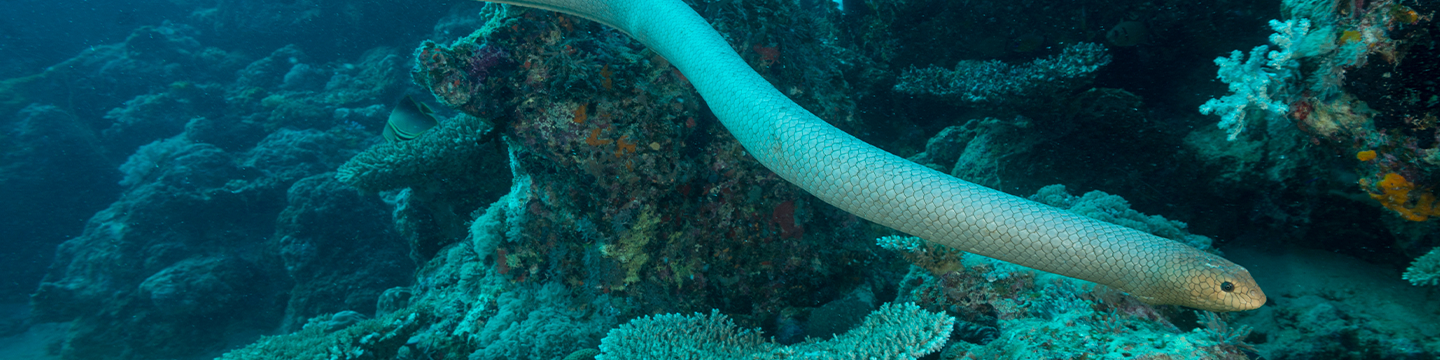 SeaSnake_Banner