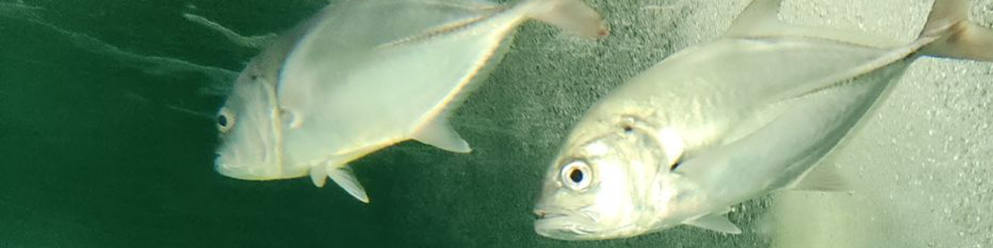 Trevally_Banner