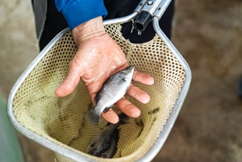 Photo of fish in a person"s hand over a net