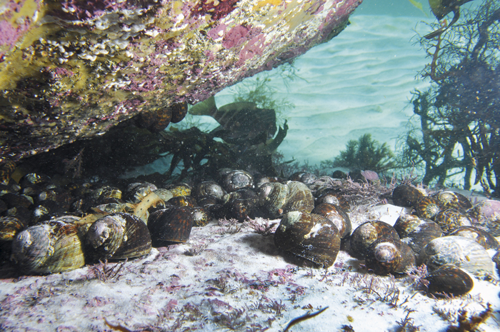 Photo of Periwinkles on an exposed reef