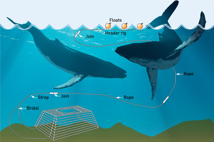Graphic showing a typical western rocklobster fishing setup