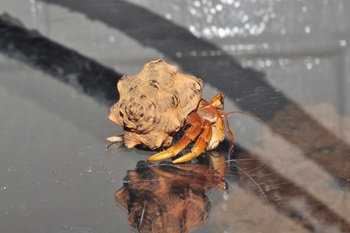 Photo of Hermit Crab