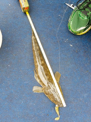 Photo of the actual size of the fish