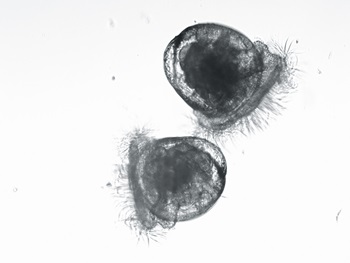 Photo of Larvae of Native Oyster