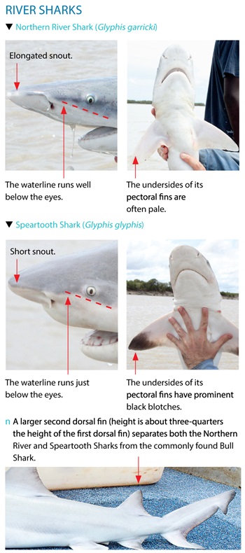 Graphic of River shark differences