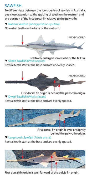 Graphic of Sawfish differences