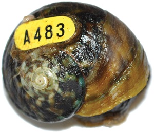 Close-up photo of a tagged periwinkle