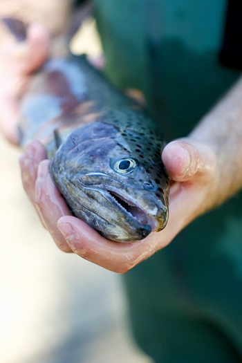 Photo of a fish 