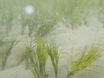 Photo of fineleaf seagrass 