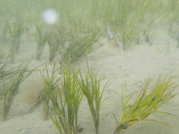 Photo of fineleaf seagrass