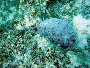 Photo of sea cucumber black teafish 