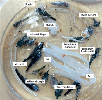 Photo of larval fish collected from an ocean eddy by researchers on RV Investigator