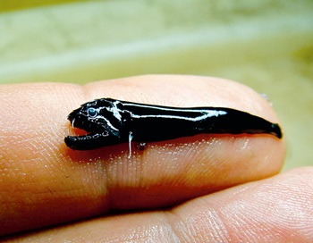 Photo of Juvenile Black Dragonfish