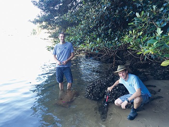 Photo of Leaf Oyster reef in northern Queensland, with Hinchinbrook Island in the background. Photo: Ian McLeod