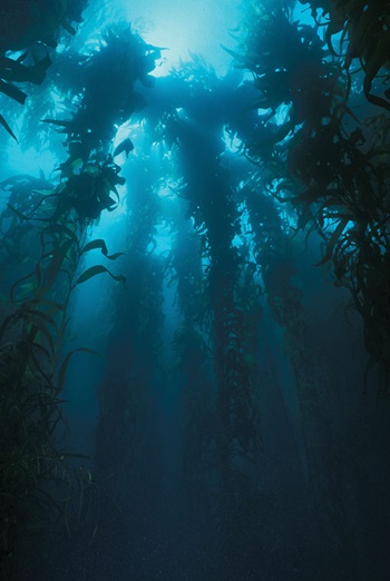 Underwater photo of plant life