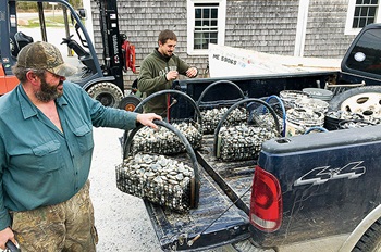 Photo of clammers delivering their catch at Pembroke, Maine