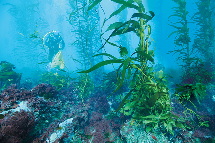 Photo of Kelp forest