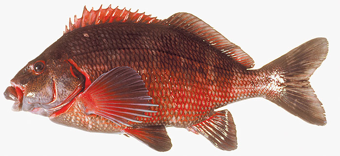 Photo of fish