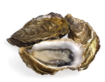 Photo of oyster