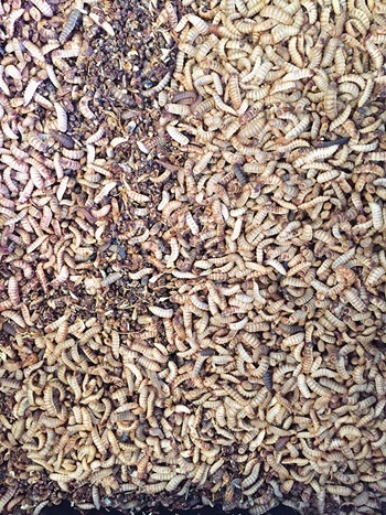 Photo of Black soldier fly larvae