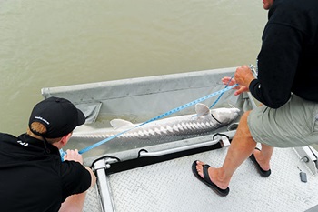Photo of two people measuring a White Sturgeon fish
