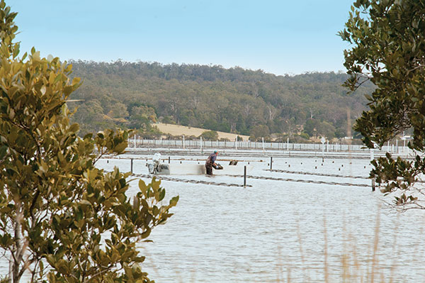 Photo of an oyster farm