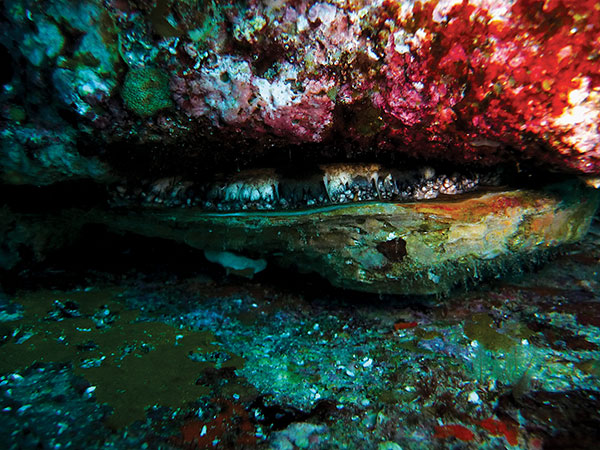 Close-up of a Brownlip Abalone hanging in situ with the tag visible where it is glued to the left side of the shell