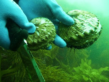 Photo of Small Brownlip Abalone captured in the wild for in-water tagging