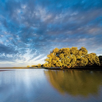 Photo of clear lake and tree under sun