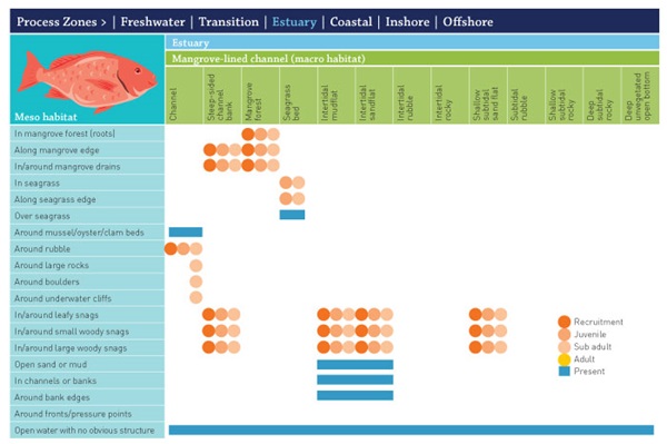 Graphic showing process zone x meso-habitat matrix