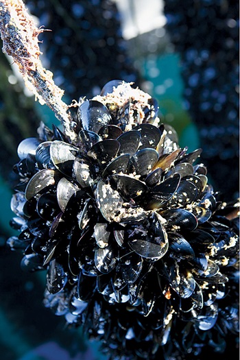 Close-up of Australian Blue Mussels