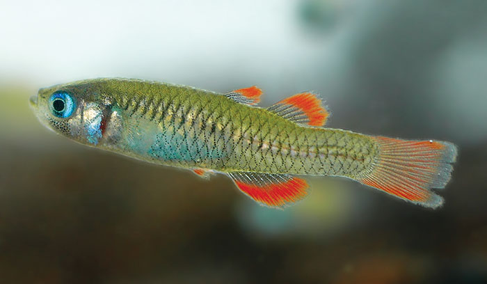 Photo of Redfin Blue Eye