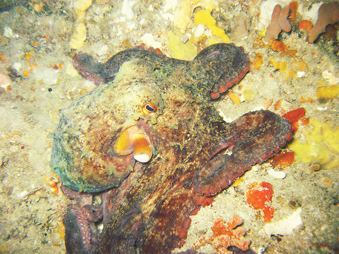 Targeted investment has helped kickstart a new Octopus tetricus (pictured) fishery in Western Australia.  Photo: WA Department of Primary Industries and Regional Development