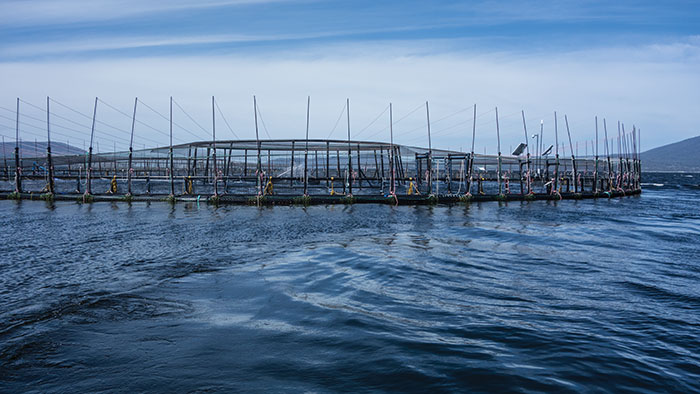 Photo of Atlantic Salmon pens at the Blue Future forum, Hobart