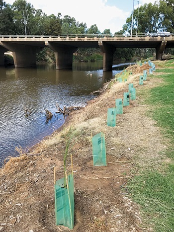 Photo of trees planted by the Inland Waterways Rejuvanatino Association beside Macquarie River