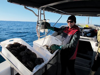 Photo of Kirsten Abernethy using a Scielex shellfish logger to collect information on the abalone catch. 