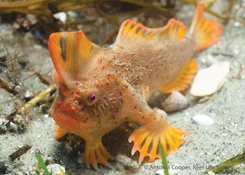Photo of a Red Handfish