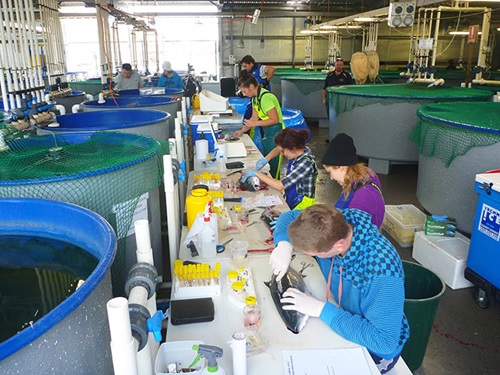 Photo of researchers conducting post-mortems on Yellowtail Kingfish.