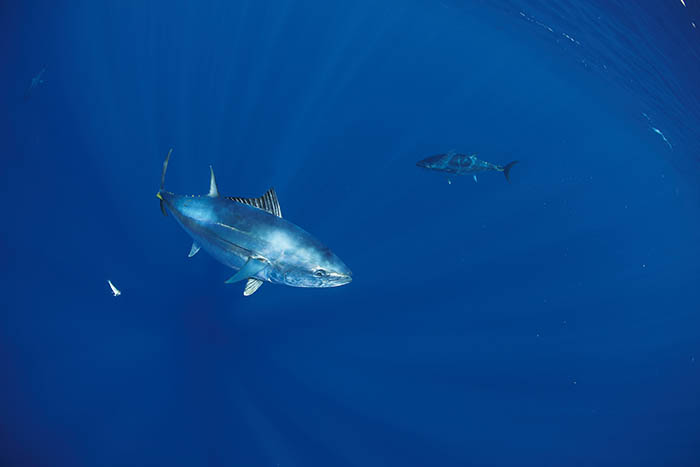 Photo of Southern Bluefin Tuna