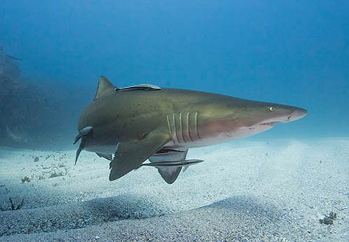 Photo of Greynurse shark