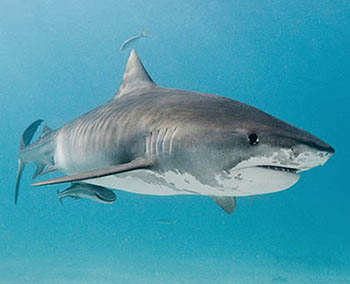 Photo of a Tiger Shark