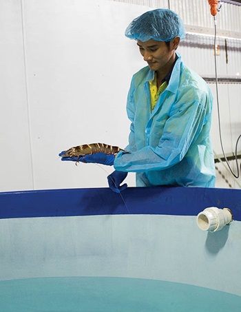 Photo of a technician holding a founder stock Black Tiger Prawn