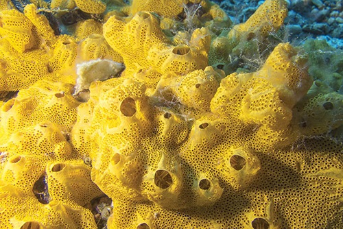 Photo of sea sponge